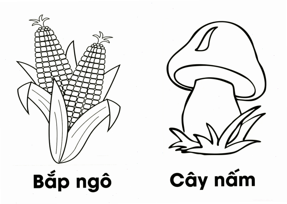 Cây thông nhỏ