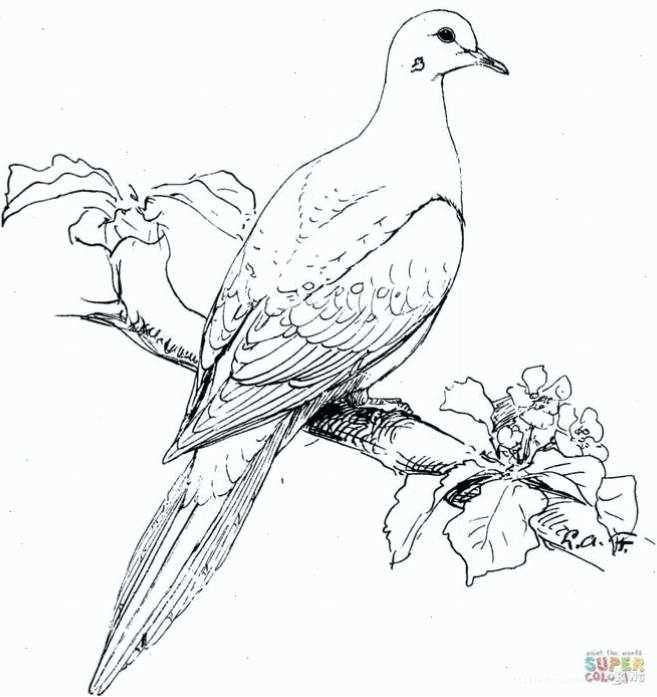 Chim ăn ong bắt mồi