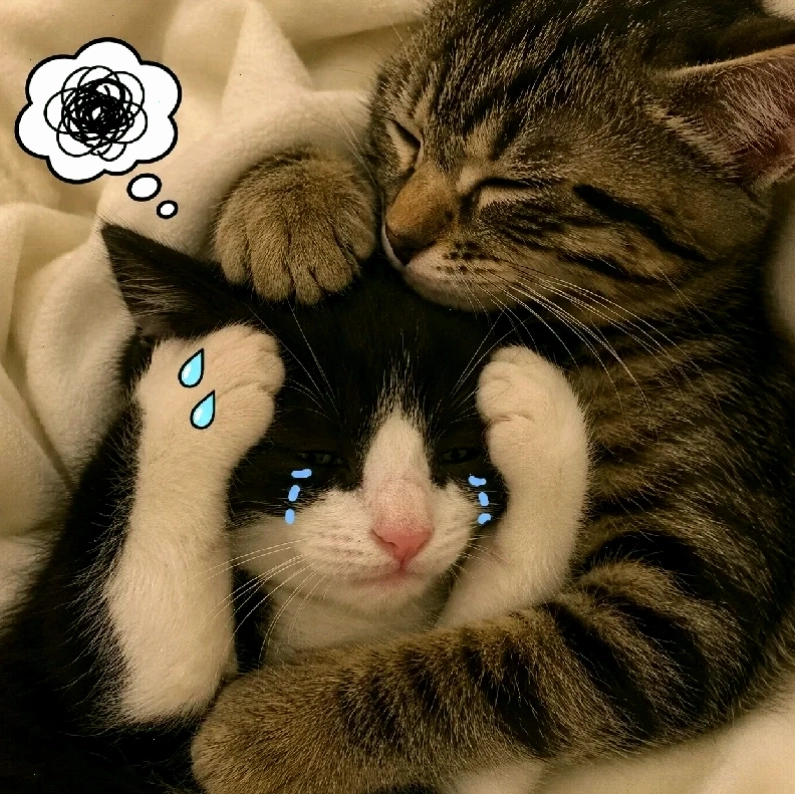 Chó và mèo ôm nhau ngủ rất ngon