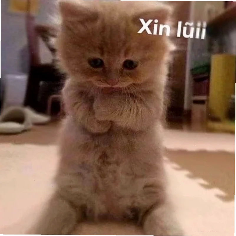 Chú chó làm mặt buồn khi phải xin lỗi người yêu