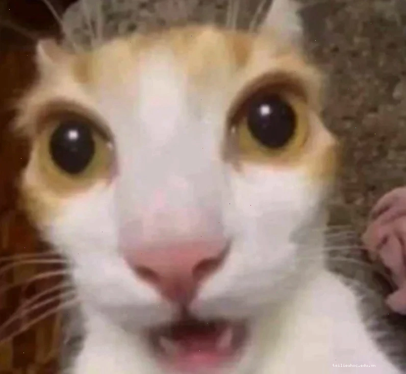 Mèo co rúm Chú mèo co rúm người thể hiện meme mèo sợ haiz