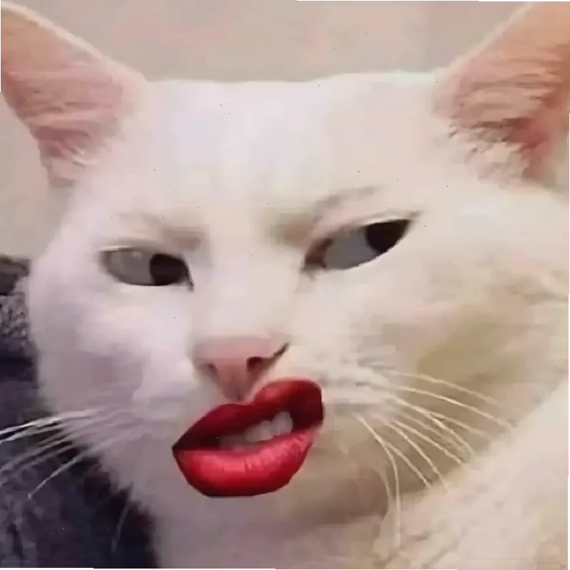 Chú mèo đang ngạc nhiên
