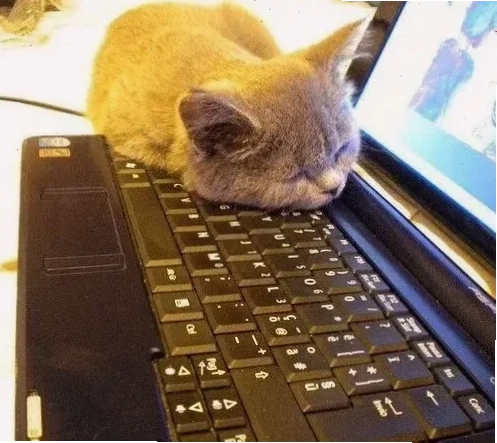 Mèo cute Chú mèo đáng yêu trong ảnh meme mèo đi ngủ
