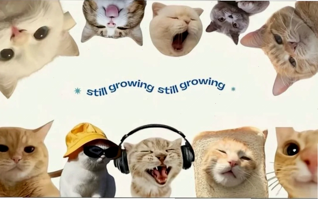 Chú mèo giận dỗi đáng yêu