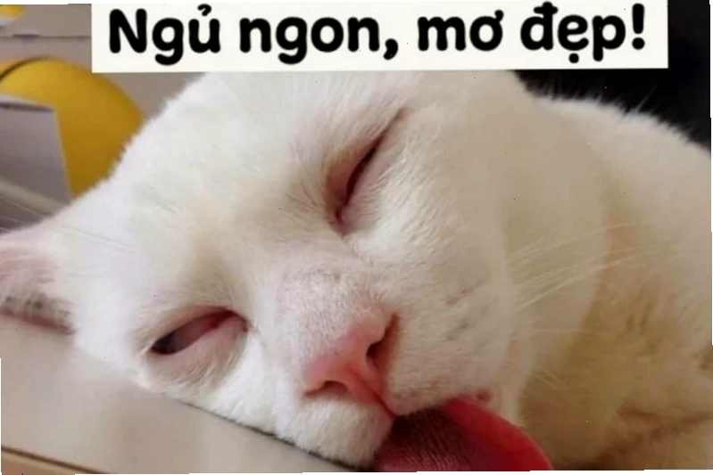 Mèo ngủ bất chấp Chú mèo ngủ bất chấp trong ảnh meme mèo đi ngủ
