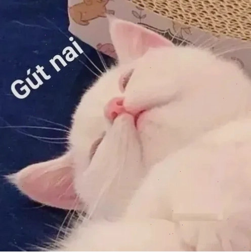 Mèo lười Chú mèo ngủ lười biếng trong ảnh meme mèo đi ngủ