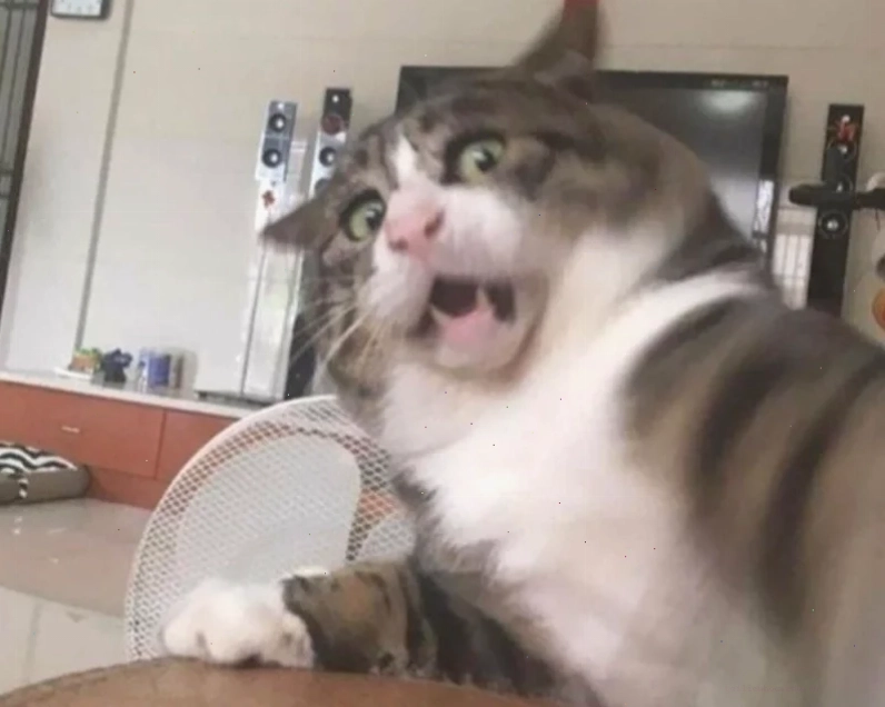 Mèo hoảng sợ Chú mèo trợn mắt vì sợ hãi tạo nên một mèo sợ hãi meme kinh điển
