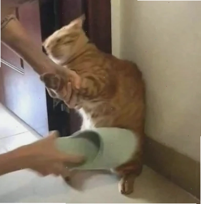 meme đấm chú mèo tung chưởng meme đấm đỉnh cao