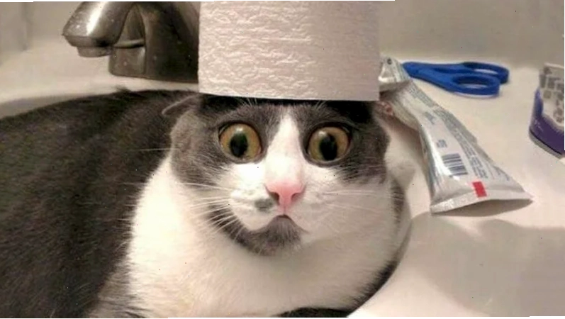Chú mèo vô tri làm hình nền máy tính mèo meme