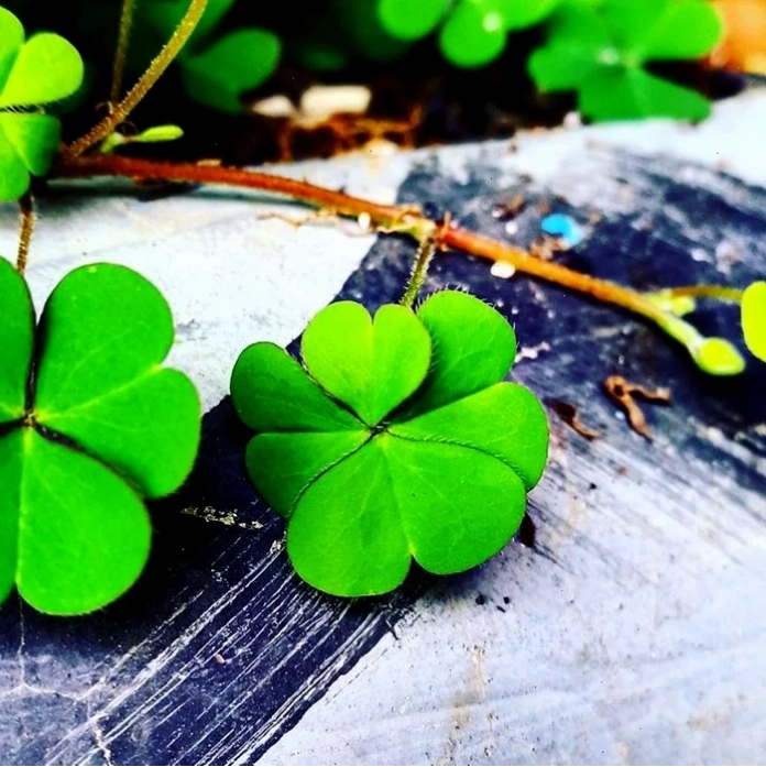 Cô gái nằm trên nền tối với hoa vàng