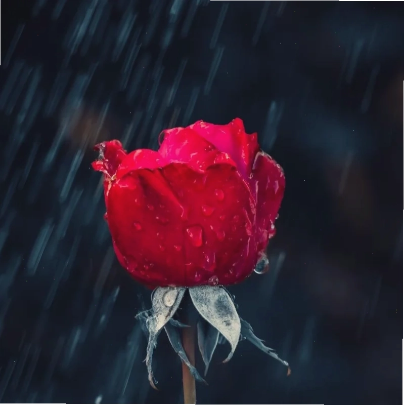 Cô gái váy ren bên ngựa trắng