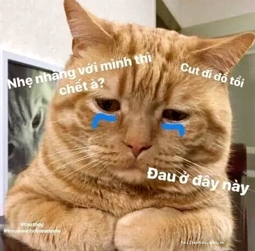 Cú chạm tim