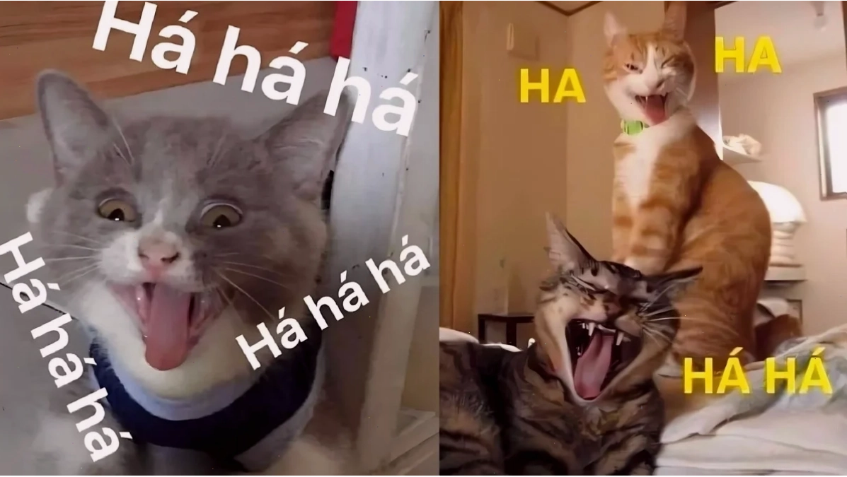 Mèo cười cười meme mèo bựa