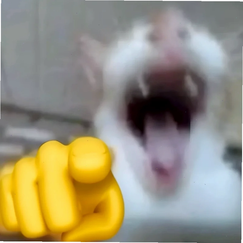 Mèo troll cười meme mèo bựa