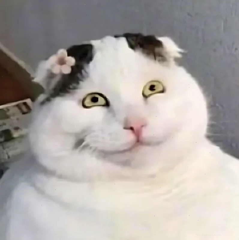 Mèo cười bựa cười meme mèo bựa