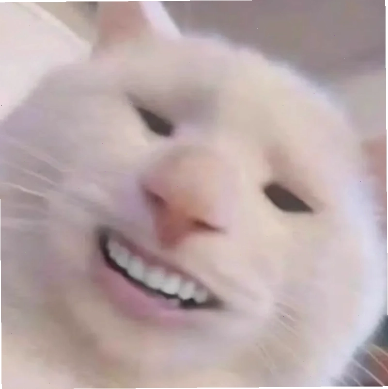 Mèo lầy cười meme mèo bựa