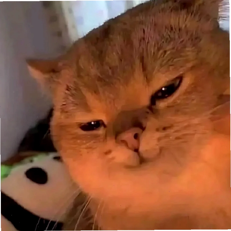 Mèo cười haha cười meme mèo bựa