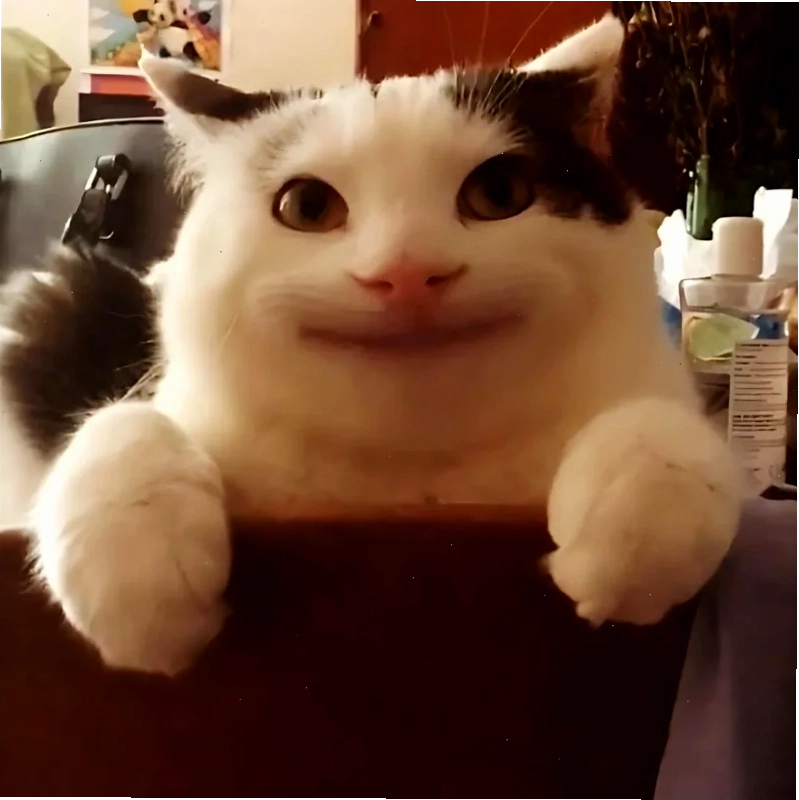 Mèo cười tươi cười meme mèo bựa