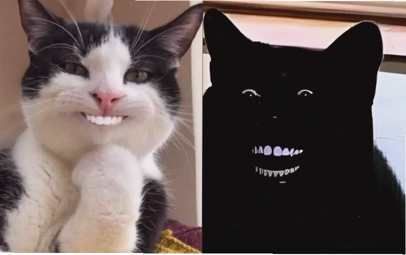 Mèo cười nhếch mép cười meme mèo bựa