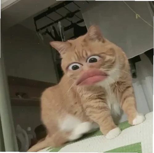 Mèo cười khẩy cười meme mèo bựa