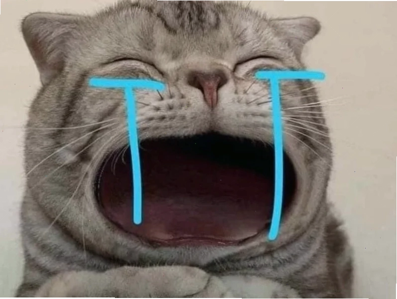 Mèo biểu cảm cười meme mèo bựa