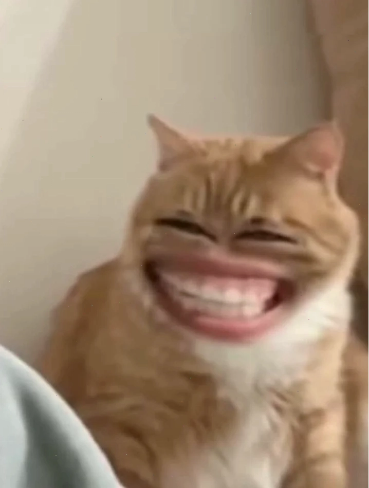 Mèo bựa 2 cười meme mèo bựa