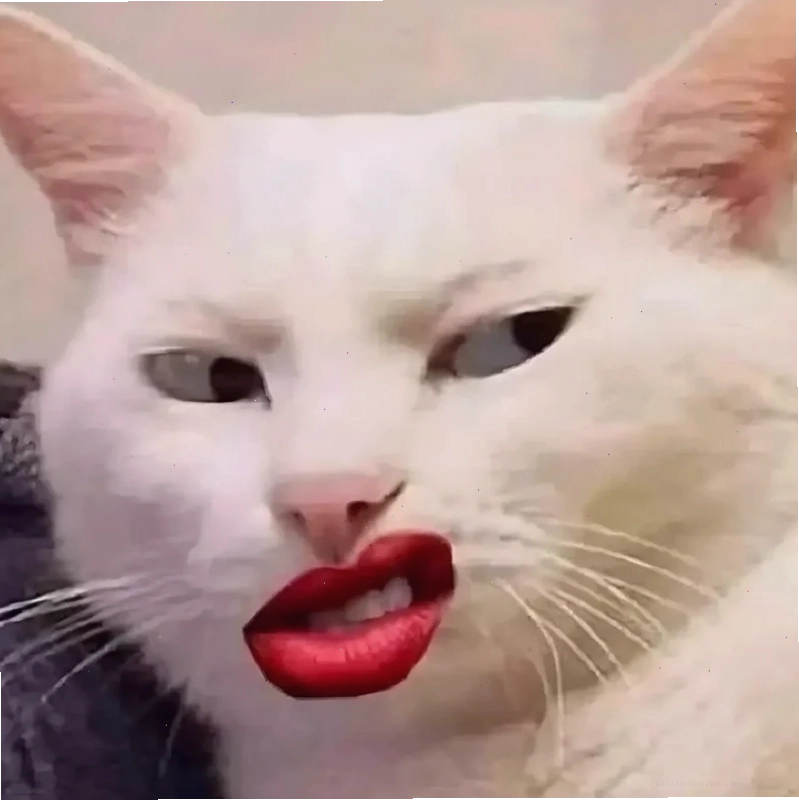 Mèo chỉ tay cười meme mèo bựa