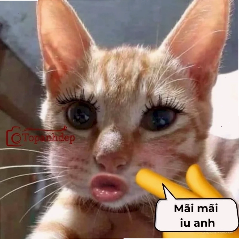 Mèo quậy cười meme mèo bựa