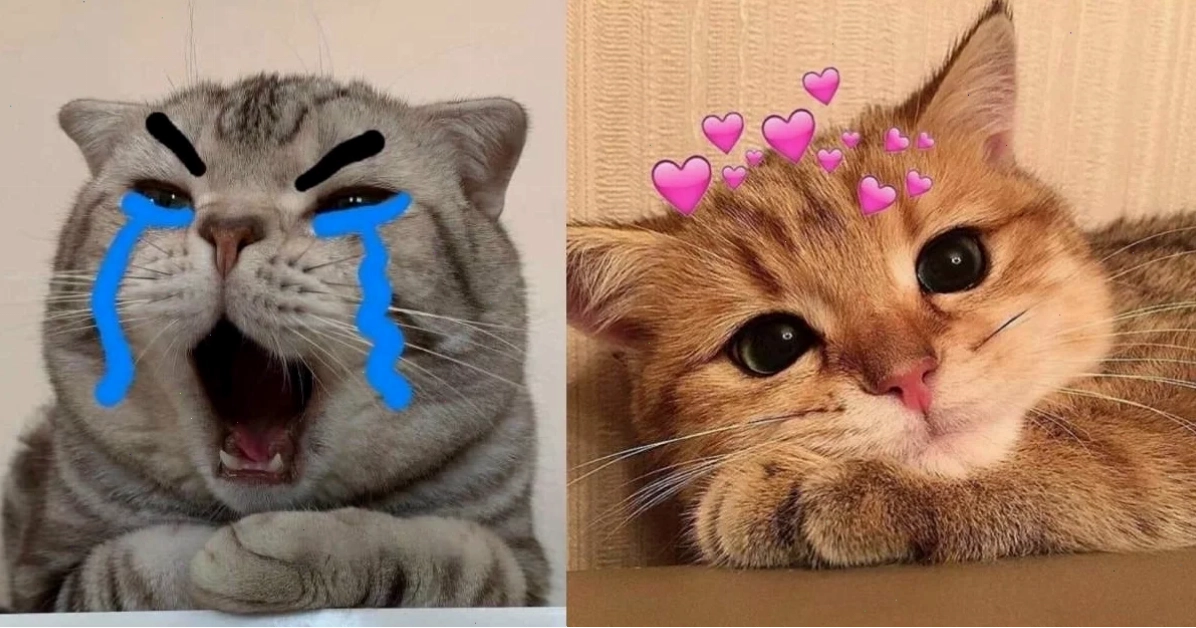 Mèo memes cười meme mèo bựa
