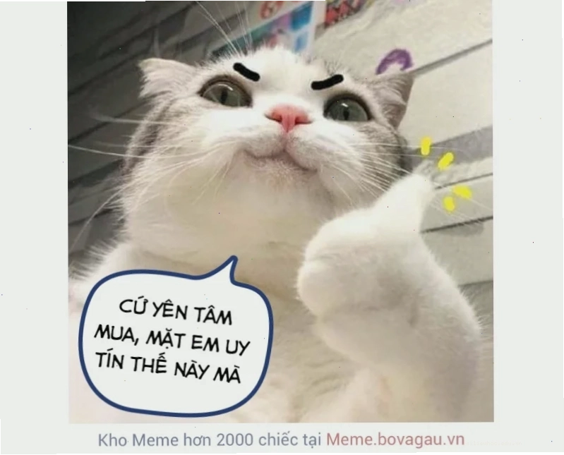 Mèo funny cười meme mèo bựa