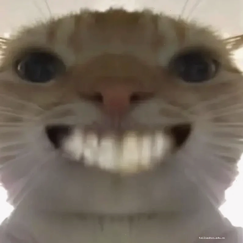 Mèo cười đểu cười meme mèo bựa