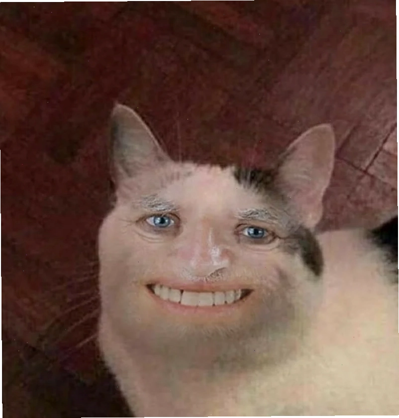 Mèo hài hước cười meme mèo bựa