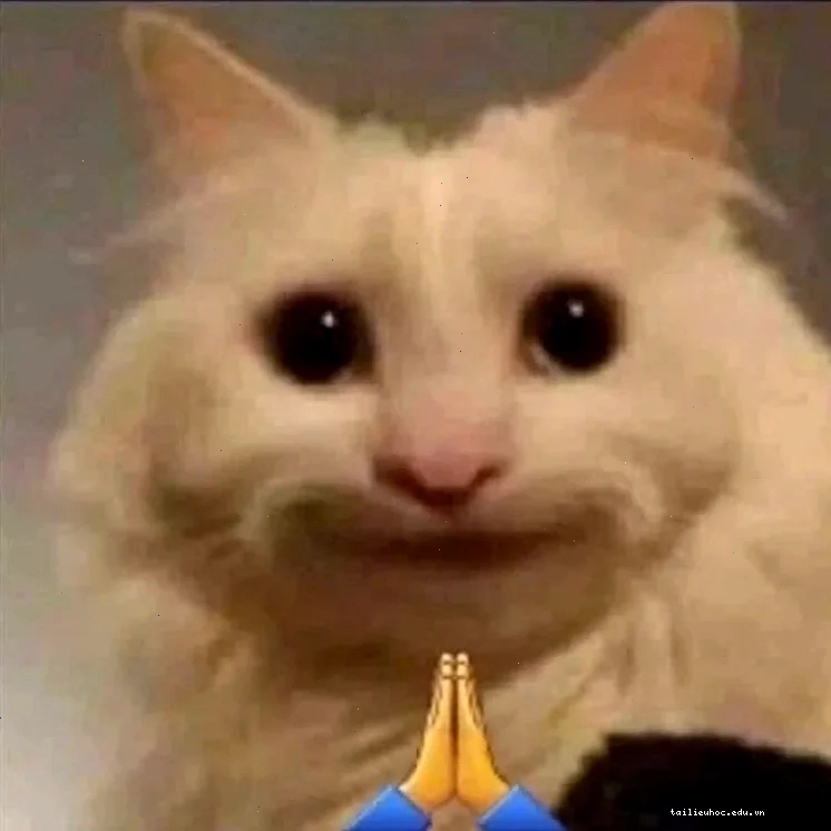 Mèo tinh nghịch cười meme mèo bựa
