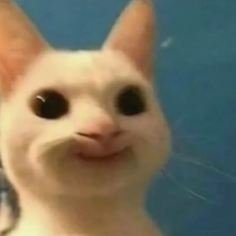 Mèo bựa cười meme mèo bựa