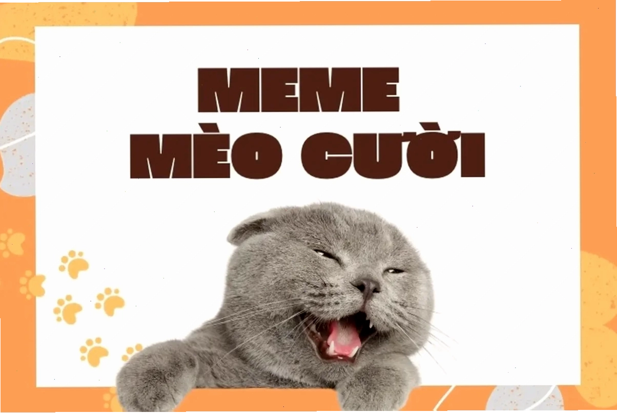 Mèo hài cười meme mèo bựa