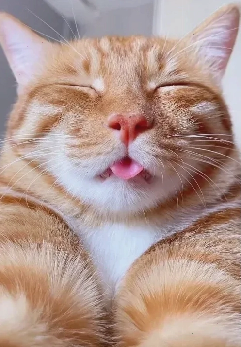 Mèo vui nhộn cười meme mèo bựa