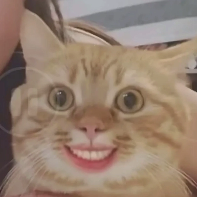 Mèo lầy lội cười meme mèo bựa