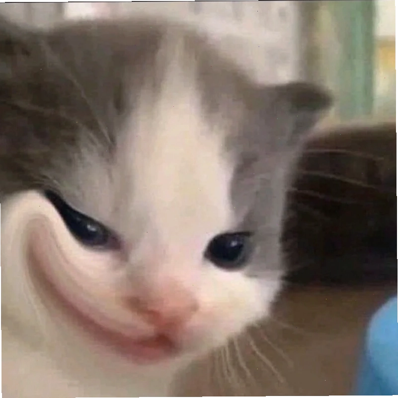 Mèo ngạc nhiên cười meme mèo bựa