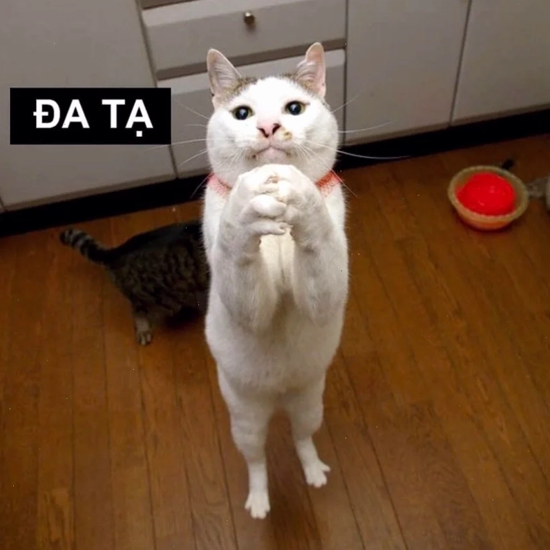 đa tạ meme mèo
