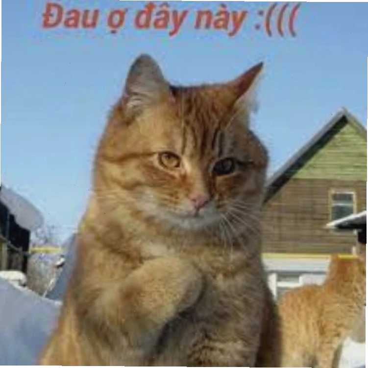 Hài hước cùng meme Đau tim quá meme hài