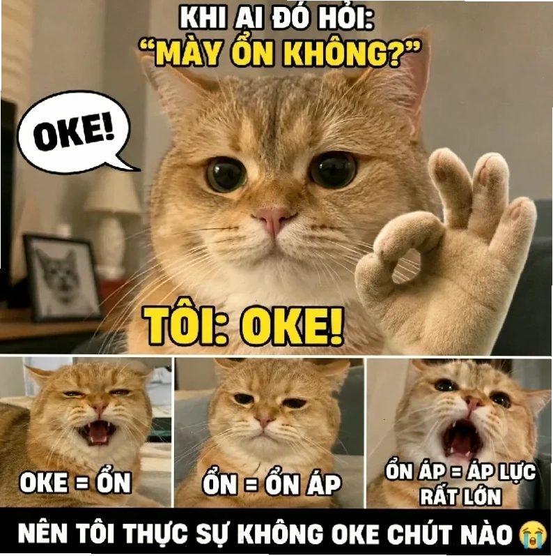 Dữ liệu chứng minh meme trong trường hợp