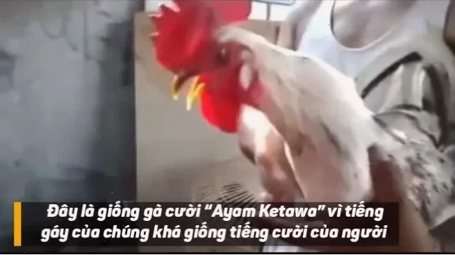 gà gáy meme sợ hãi gà gáy meme gà bị vợ mắng