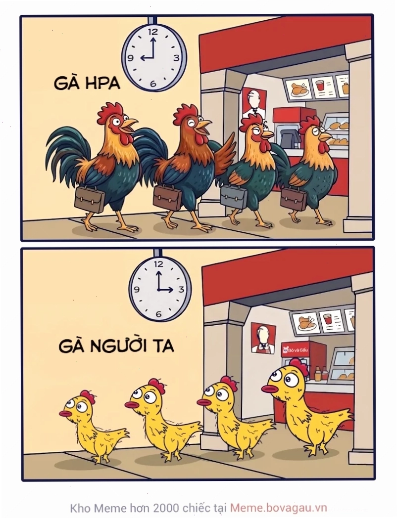 gà gáy meme cool ngầu gà gáy meme gà cố tỏ ra ngầu