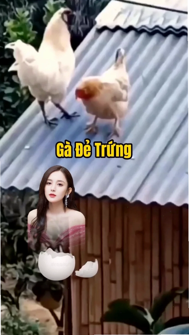 gà gáy meme ganh tị gà gáy meme gà đứng cạnh vịt