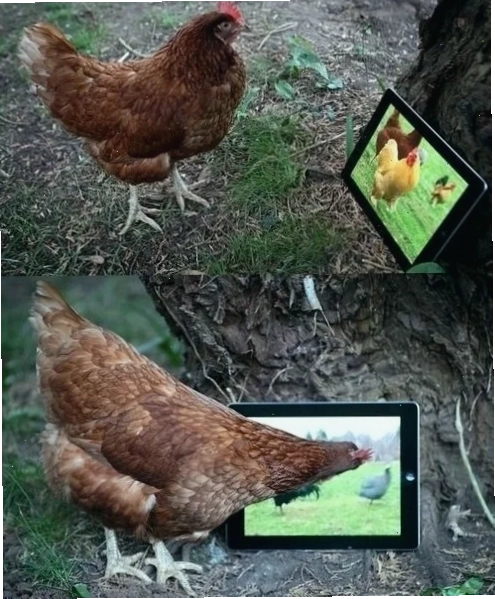 gà gáy meme kiêu hãnh gà gáy meme gà khoe mào