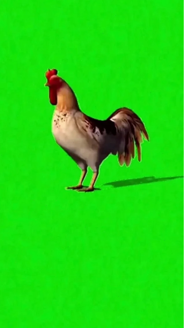 gà gáy meme suy tư gà gáy meme gà nhìn nghiêng