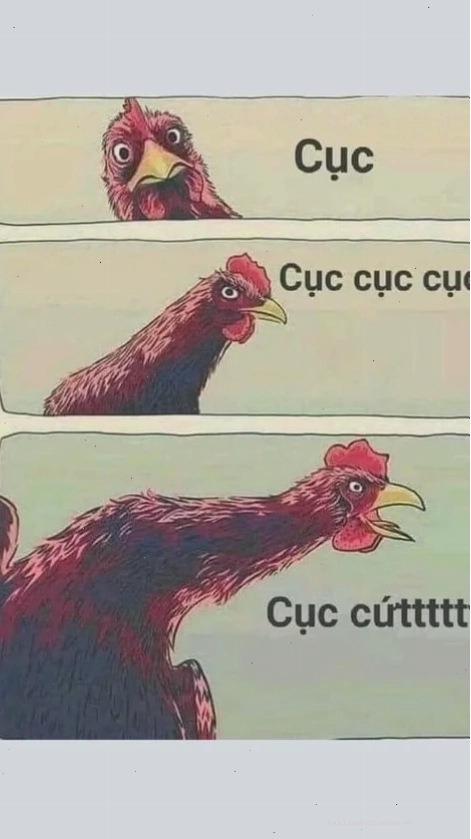 gà gáy meme sai rồi gà gáy meme gà xin lỗi