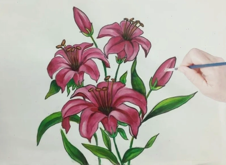 Góc nhìn nghệ thuật Góc nhìn mới về cách tô màu hoa ly