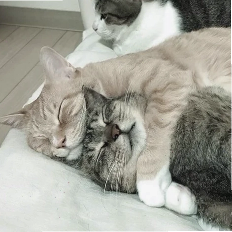 Hai chú mèo ôm nhau xem tivi