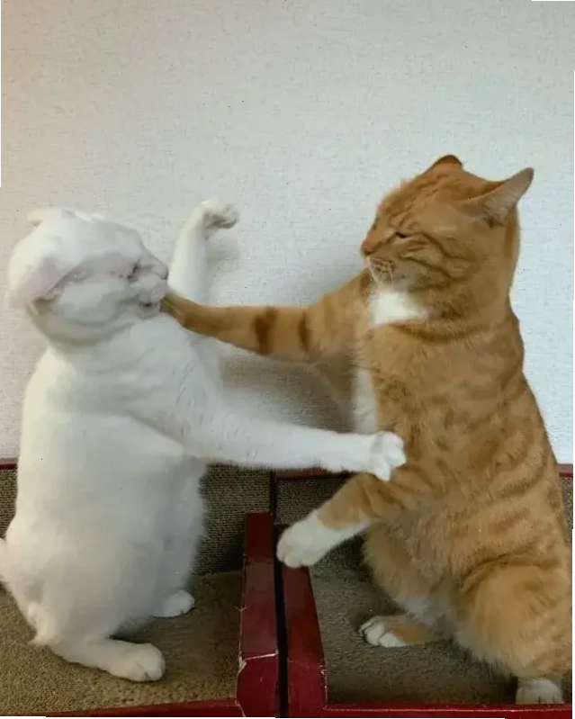 2 con mèo đánh nhau meme hai con mèo đang đối đầu meme 2 con mèo đánh nhau meme